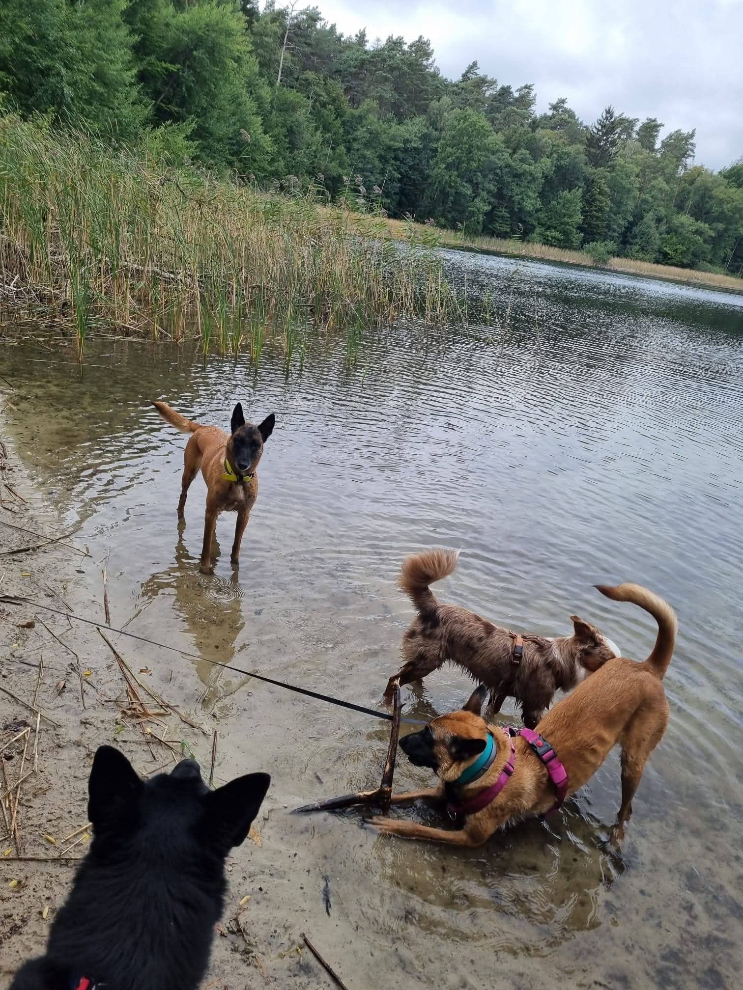 Eine große Hunde-Runde am 19. September 2026, Bild 6